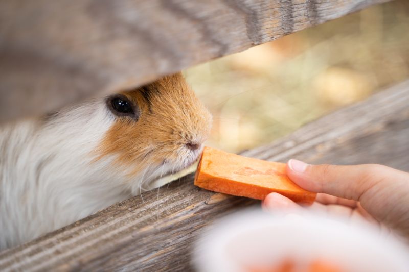ふれあい体験