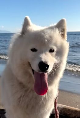 北海道馬