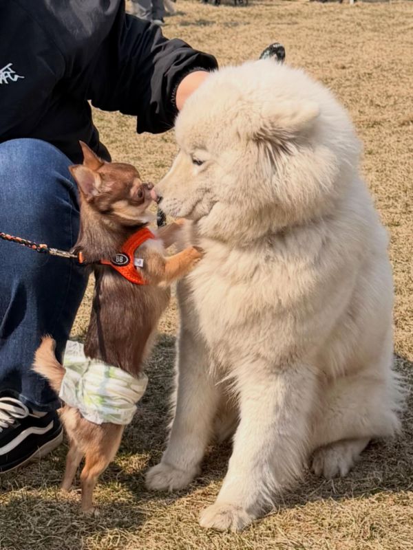 犬とのふれあい