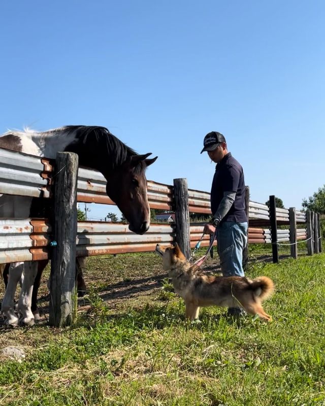 道産子馬